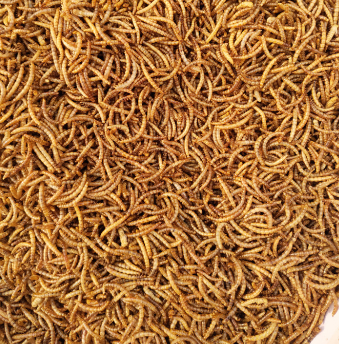 High Protein Dried Mealworm Dried for Small Pet Food