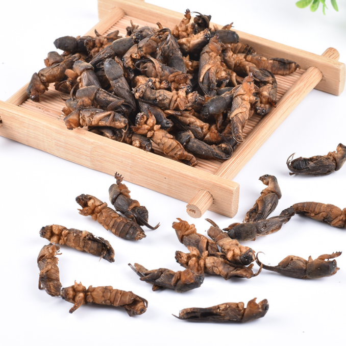 Lou Gu Dried Whole Gryllolaptaptidae Dried Chinese Mole Cricket Insects for Pet Food