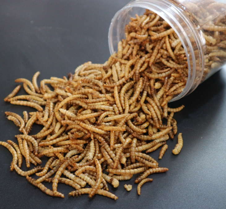 High Protein Dried Mealworm Dried for Small Pet Food