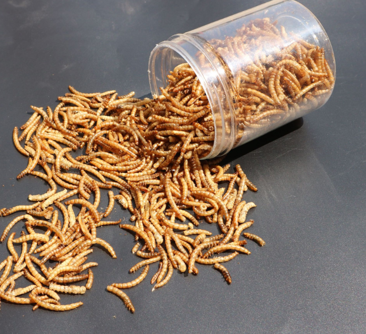 High Protein Dried Mealworm Dried for Small Pet Food