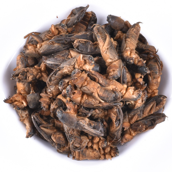 Lou Gu Dried Whole Gryllolaptaptidae Dried Chinese Mole Cricket Insects for Pet Food