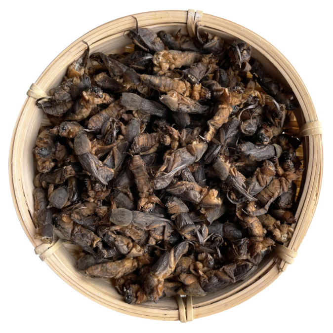 Lou Gu Dried Whole Gryllolaptaptidae Dried Chinese Mole Cricket Insects for Pet Food