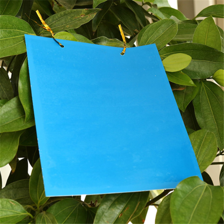 Customized Yellow/Blue Plastic Sticky Fruit Fly Trap Various Sizes Insect Bugs Glue Board Cheap Price Pesticide Birds Spray