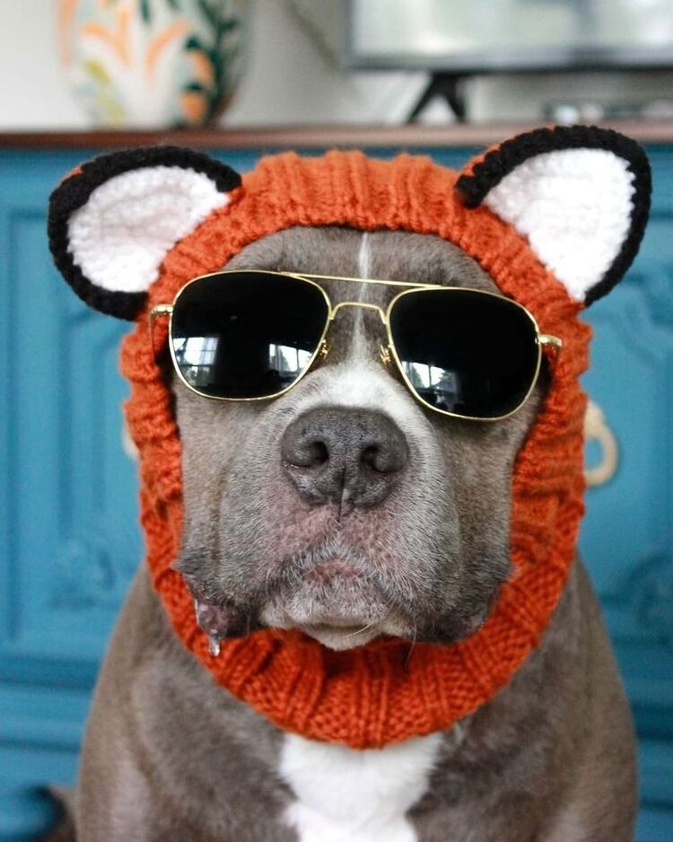 Wholesale Warm Cute Knitted Hat For Dogs French Bulldog Hat Cat Dog Halloween Accessories