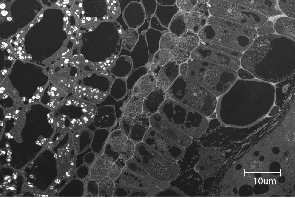 BSEM-500 Field Emission Scanning Electron Microscope