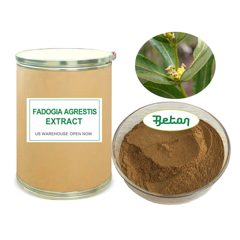 Wholesale High Quality 100 Natural Fadogia Extract Fadogia Agrestis Stem Powder Standardised To Saponin Fadogia Agrestis Extract