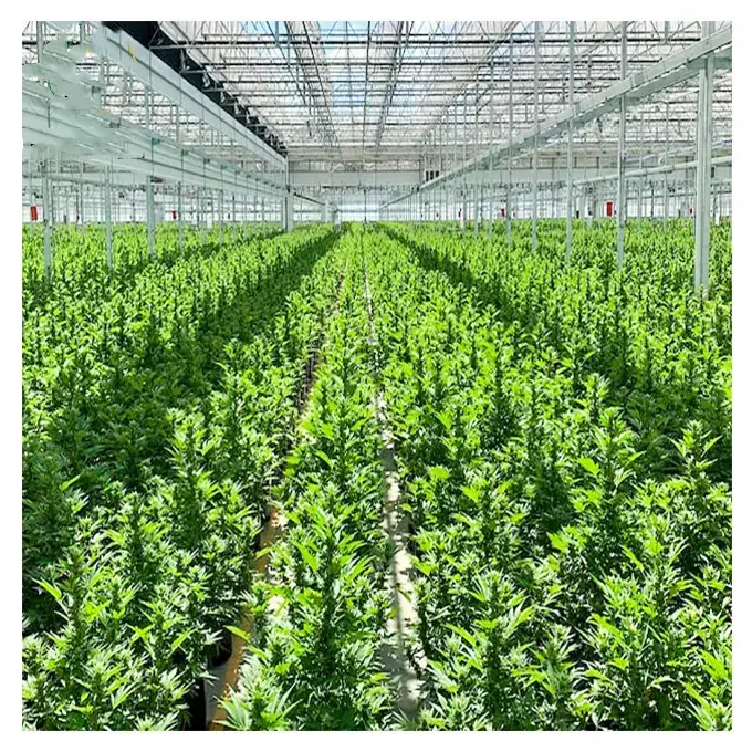 Agricultural aluminum Winter Vegetable Hot Galvanized Steel Frame Plastic Sheet Net Shade Agriculture Tunnel Green Houses