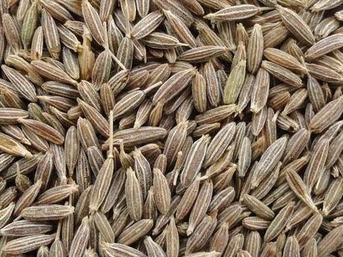 Bulk Selling Natural Whole Cumin Seeds Indian Single Spice Cumin Seeds at Reasonable Price Indian spices