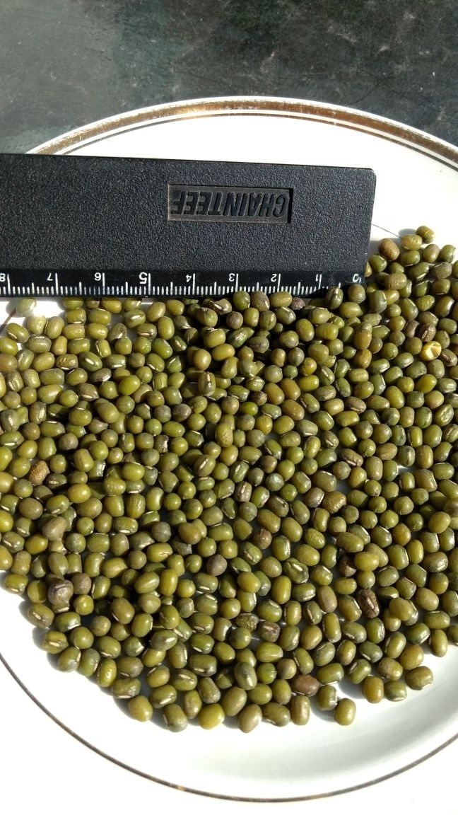 Green Mung Beans Green beans... Grains... Dried Green moong dal Green mung beans...