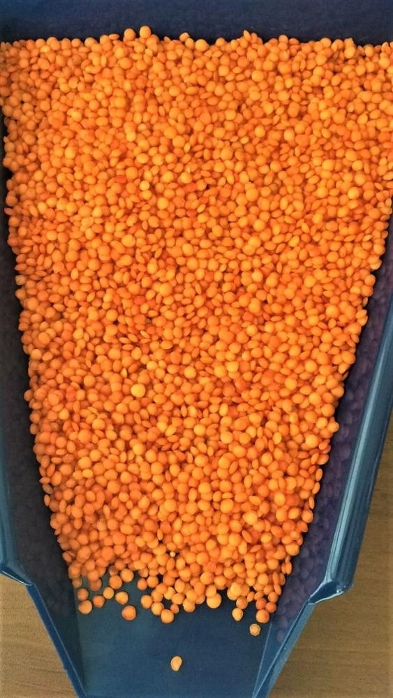 Best Quality Red Lentils Grains Whole and Split Lentils healthy legume lentils wholesale Best price from india.