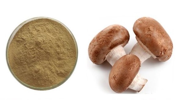 Global sales of natural high quality Shitake Mushroom Extract lentinan Powder 37339-90-5 for Healthy