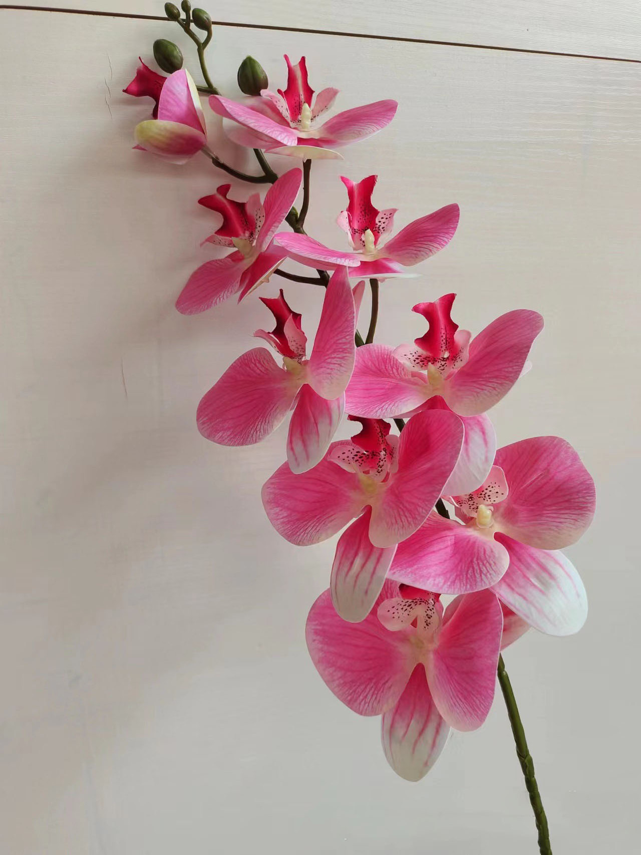 Factory Manufacturer	Pressed Flower Moth Orchid Moth Butterfly Orchid real touch artificial flowers