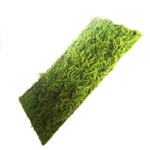 Plants Wall Artificial Moss Grass Wall Vineer Carton Package Plastic Leaves Decorative Plastic for Decoration High Quality Green