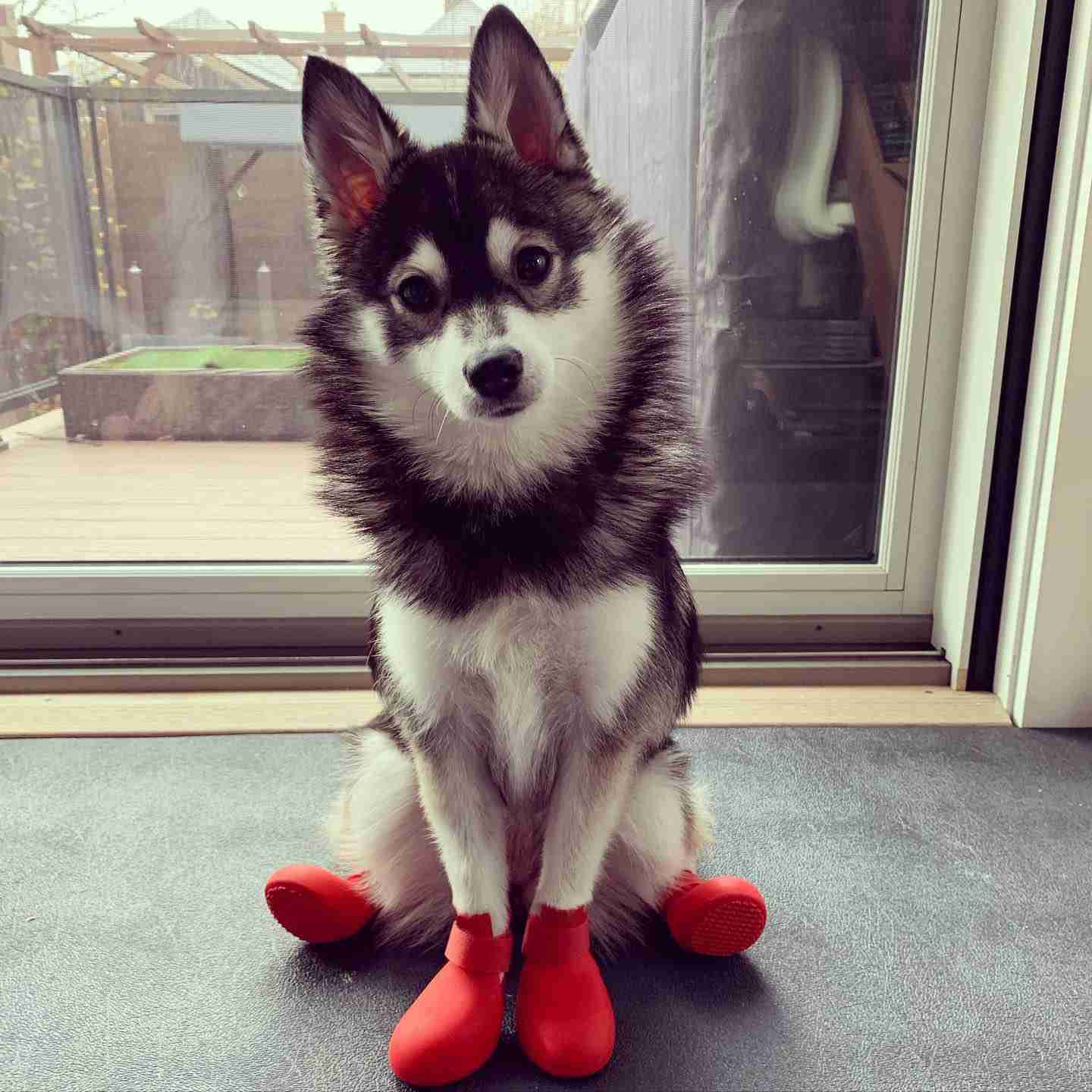 Shoes For Dogs Rain Shoes Puppy Rainy Day Foot Cover Waterproof Pet Shoes