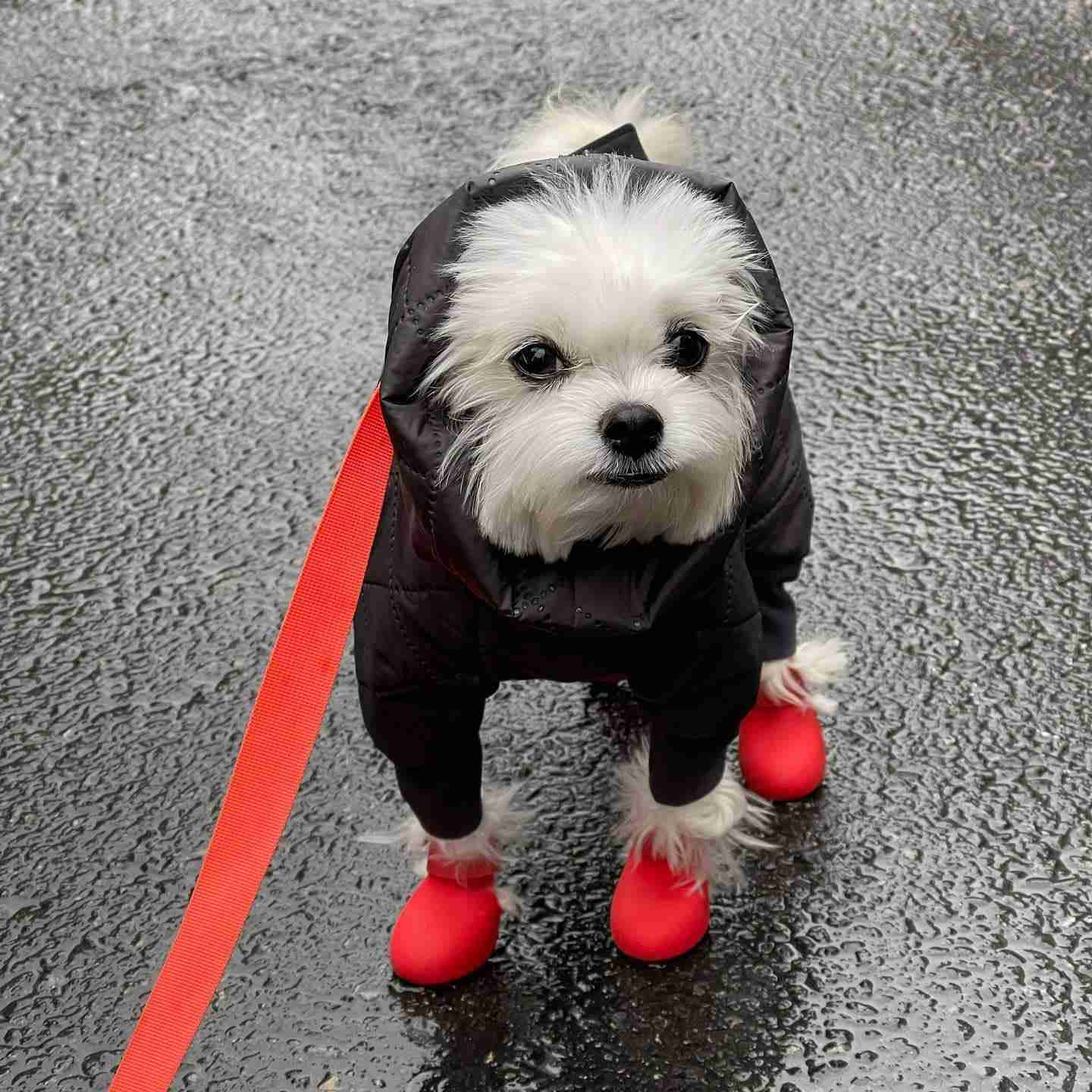 Shoes For Dogs Rain Shoes Puppy Rainy Day Foot Cover Waterproof Pet Shoes