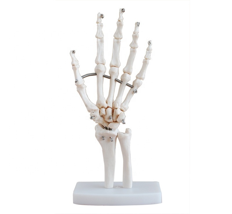 Human Life-Size Hand Joint PVC material natural big hand joint model for medical study