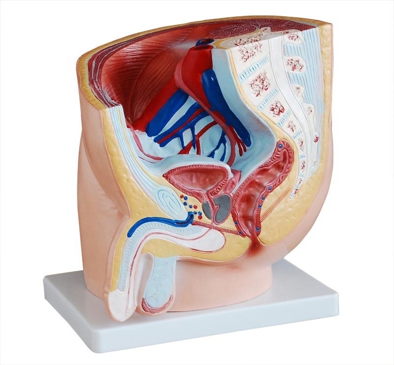 Human Male Pelvis Section (1 part) female anatomy pelvis model female pelvis with pelvic floor muscles