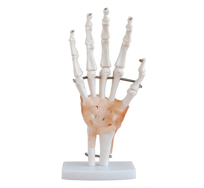 Human Life-Size Hand Joint with ligaments model PVC material natural big hand joint model