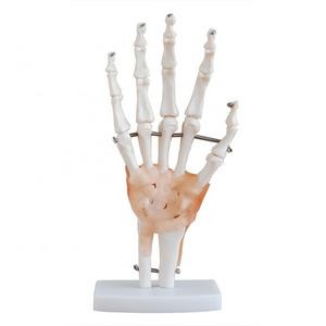 Human Life-Size Hand Joint with ligaments model PVC material natural big hand joint model