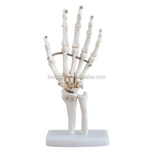 Human Life-Size Hand Joint PVC material natural big hand joint model for medical study