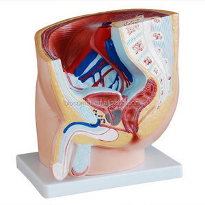 Human Male Pelvis Section (1 part) female anatomy pelvis model female pelvis with pelvic floor muscles