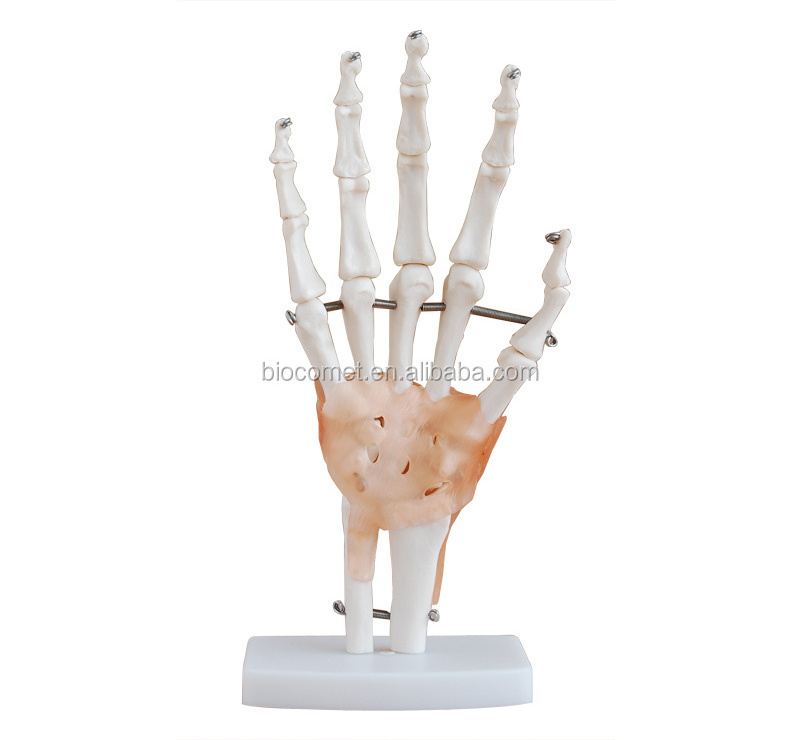 Human Life-Size Hand Joint with ligaments model PVC material natural big hand joint model