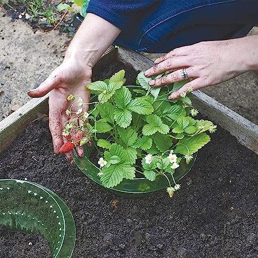 Garden Cloches Plastic Slug & Snail Plant Protection Collars Snail Defense Without Chemistry Snail Collar Protects Plants