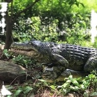 Bluelizard - Animated realistic Life Size Big Animatronic Animal Moving Crocodile for Zoo