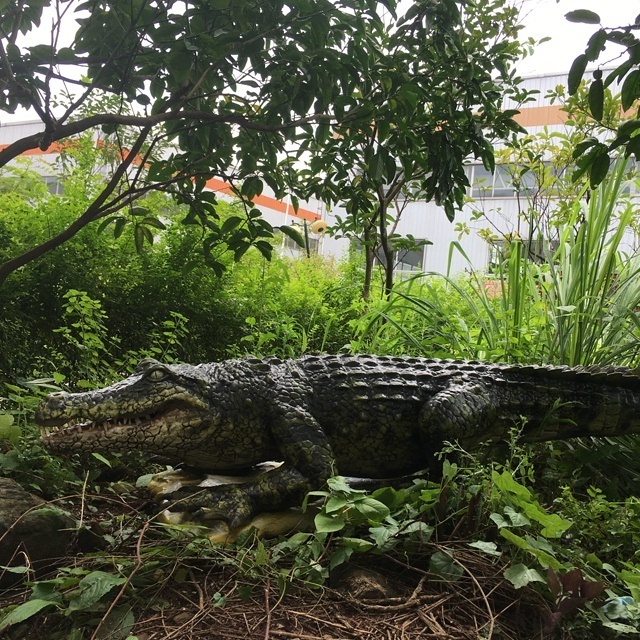 Outdoor Realistic Life Size Animatronic Animal Molds Simulated Crocodile Model  For Escape Room