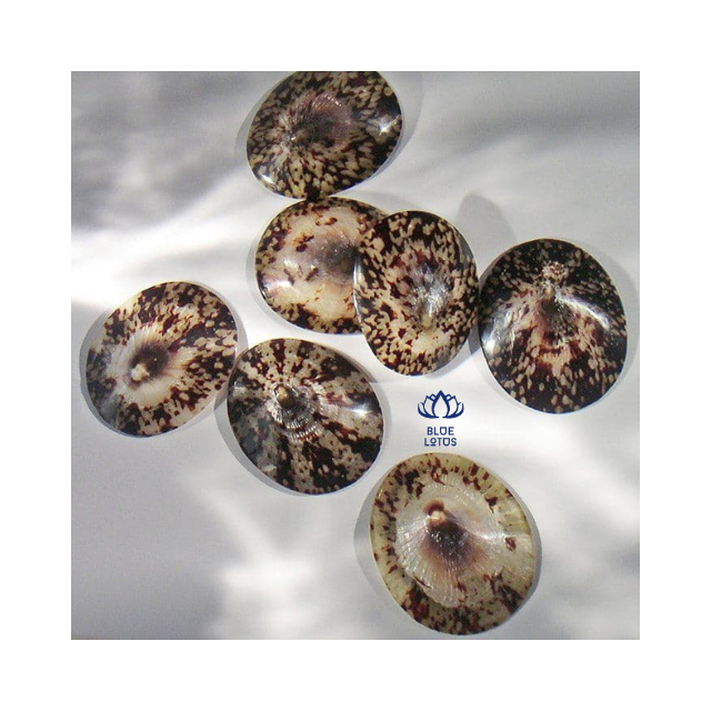 Vietnam Seashell Limpet Handicraft  Breastfeeding Shells are carefully hand-selected, polished and are 100% natural reusable