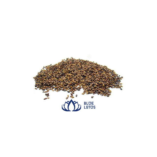 BEST SELLING 2023 CASSIA TORI SEED FROM BLUELOTUS VIETNAM FOR CHILDREN PLAYGROUND