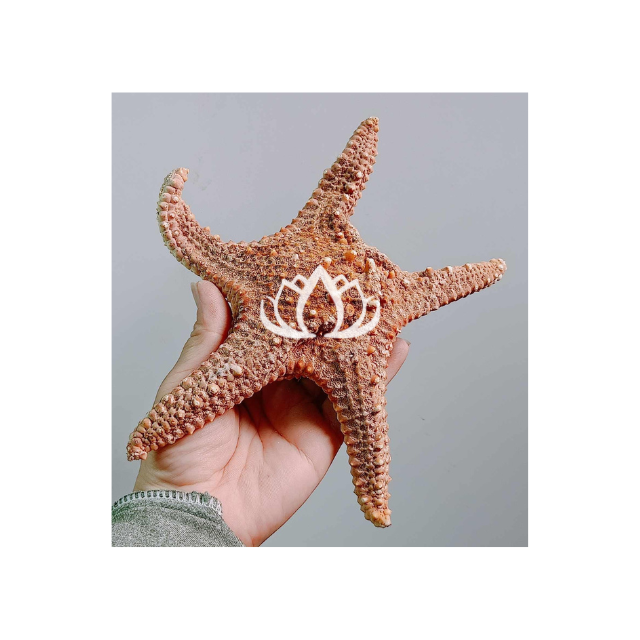 2024 Design Sea animal sculpture coral conch sea star statue coral crafts for aquarium decor