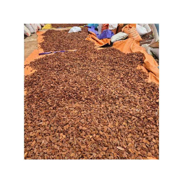 Hot product Best Product made in Viet Nam Pine Bark best price from Blue Lotus Farm 100% origin Viet Nam