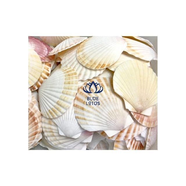 Oyster Scallop Muscle Seashell Custom Size Shell Art Cleaned