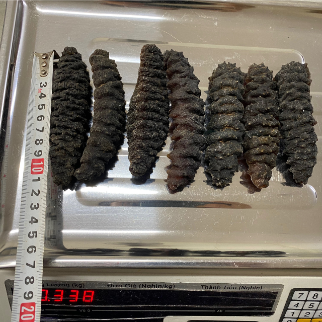 Hot Selling Price DRIED BLACK THORNS SEA CUCUMBER FROM BLUE LOTUS IN BULK +84 961066080 Ms Heidi