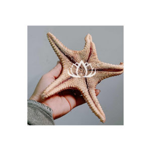 Eco Friendly Sea animal sculpture coral conch sea star statue coral crafts for aquarium decor