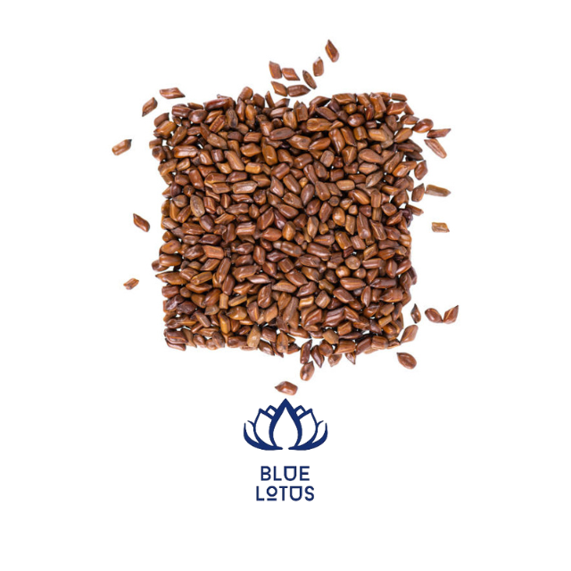 HIGH QUALITY CASSIA TORA SEED FROM VIETNAM