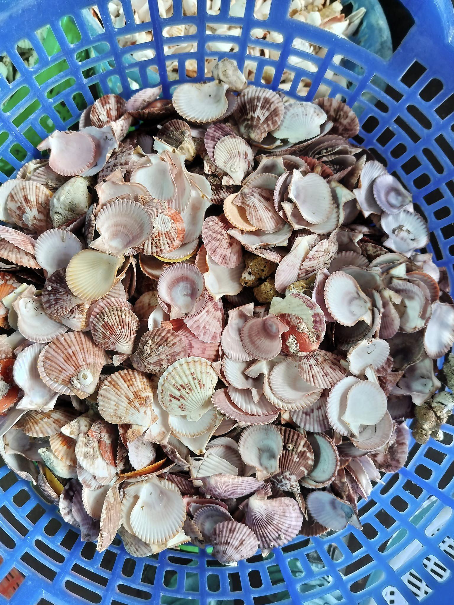 Raw Seashell natural Scallop Shell