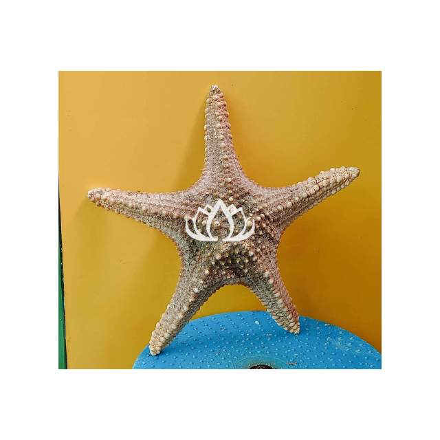 100% High Quality Sea animal sculpture coral conch sea star statue coral crafts for aquarium decor