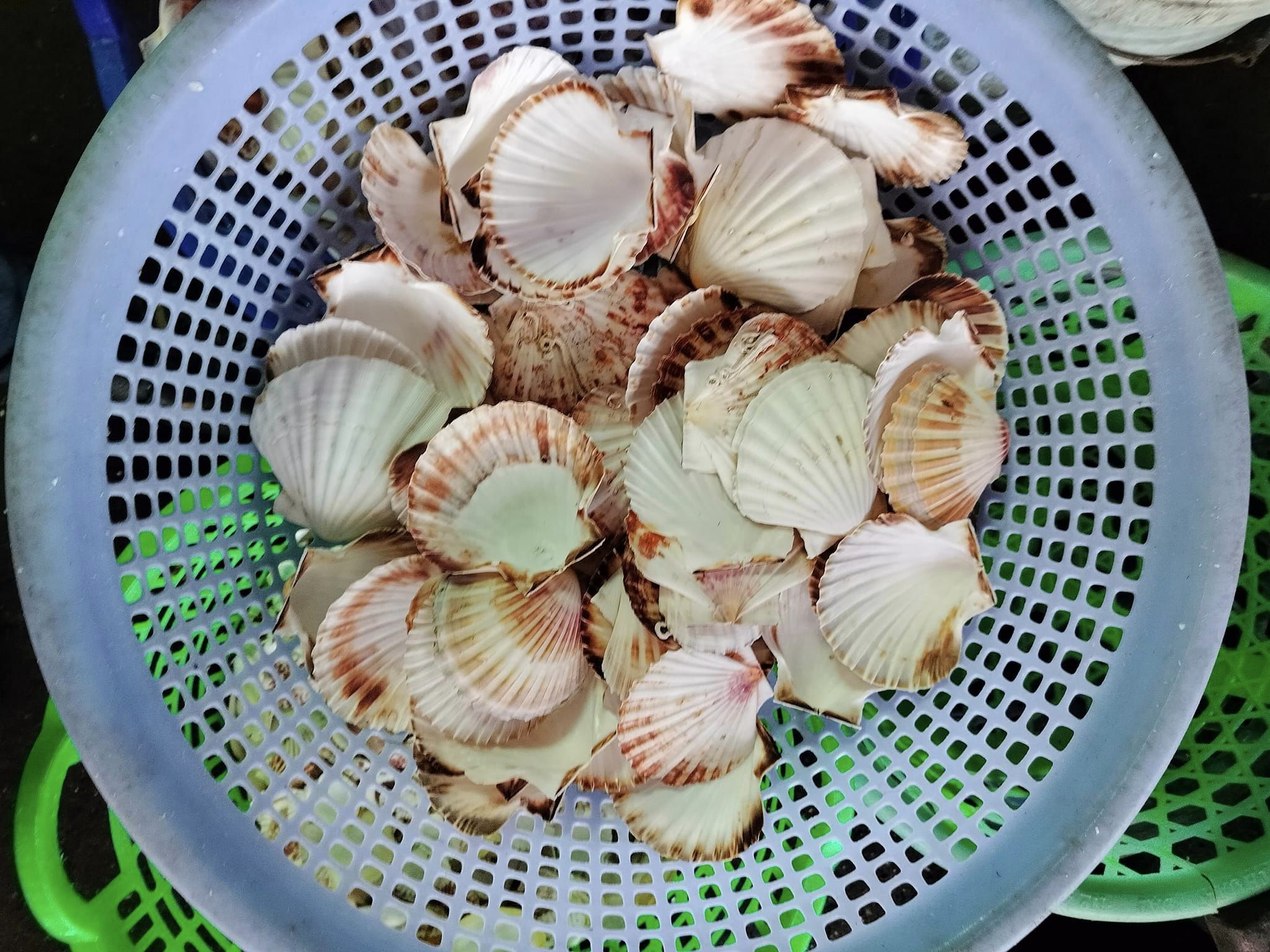 Raw Seashell natural Scallop Shell