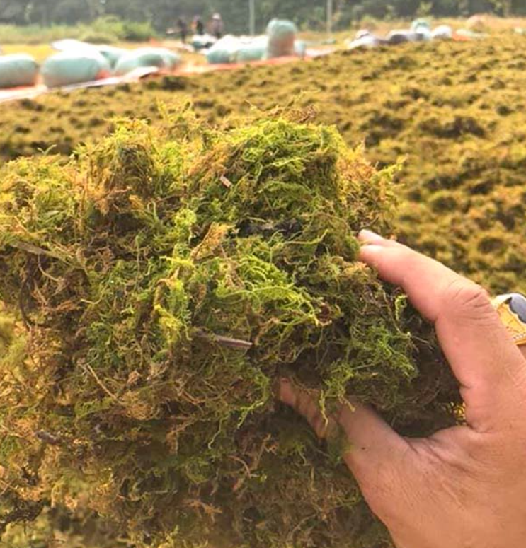 Bonsai Artificial Green Preserved Moss Decorative Planting Orchid Sphagnum For Tree Decorative Moss Pole Garden Supplies