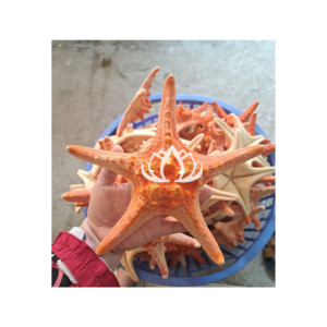 New Design Sea animal sculpture coral conch sea star statue coral crafts for aquarium decor