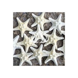 2024 Design Sea animal sculpture coral conch sea star statue coral crafts for aquarium decor