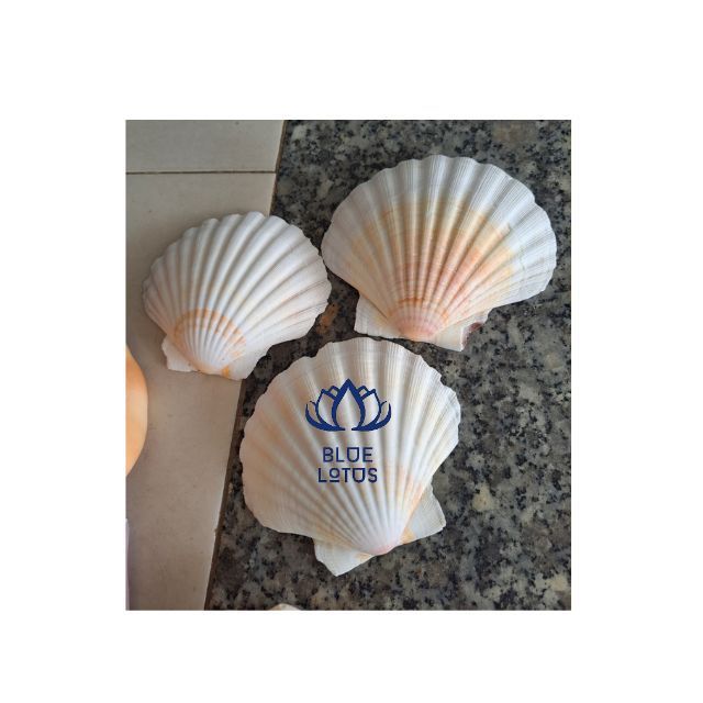 Oyster Scallop Muscle Seashell Custom Size Shell Art Cleaned