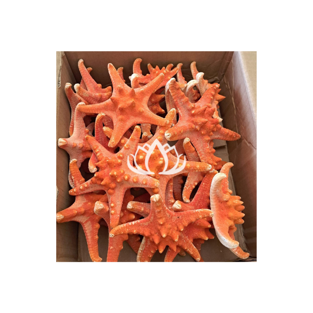 100% High Quality Sea animal sculpture coral conch sea star statue coral crafts for aquarium decor