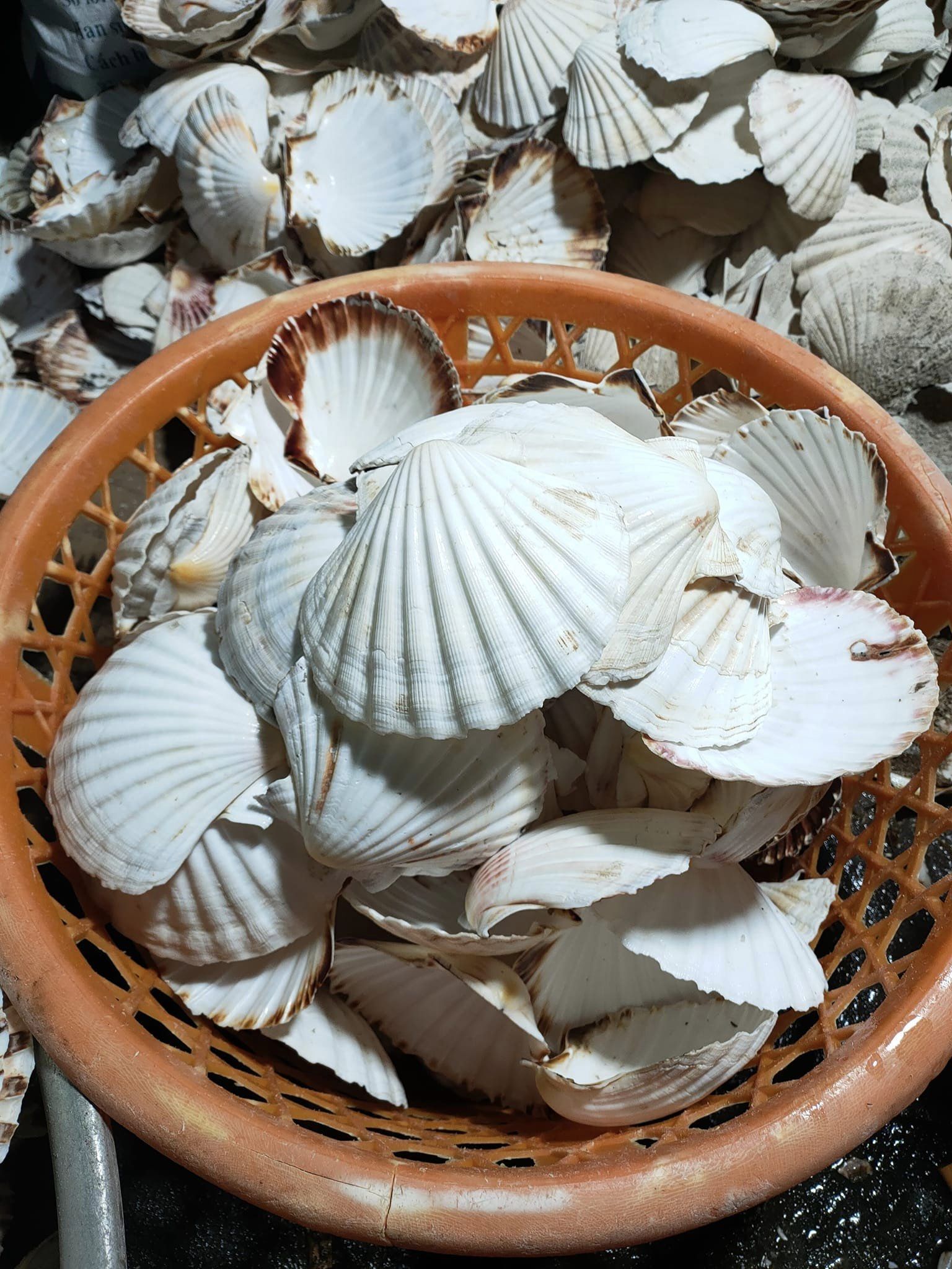 Raw Seashell natural Scallop Shell