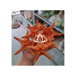 Hot Design Sea animal sculpture coral conch sea star statue coral crafts for aquarium decor