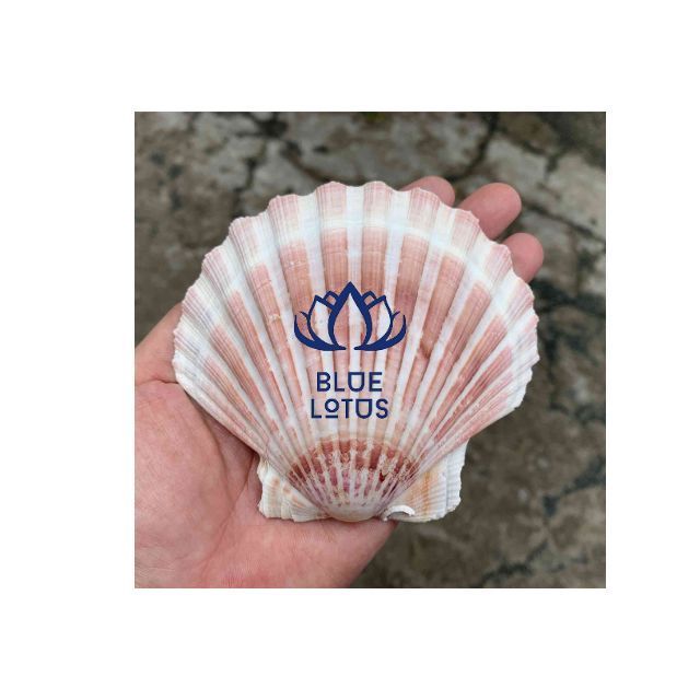 Oyster Scallop Muscle Seashell Custom Size Shell Art Cleaned