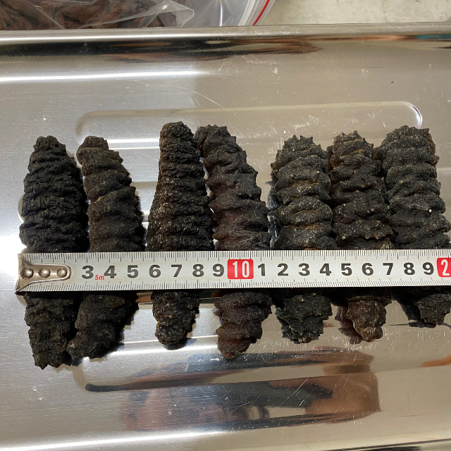 Hot Selling Price DRIED BLACK THORNS SEA CUCUMBER FROM BLUE LOTUS IN BULK +84 961066080 Ms Heidi