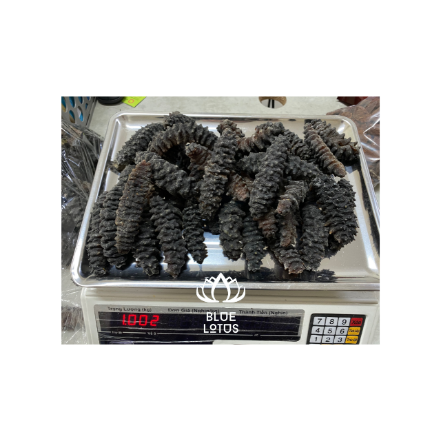 Hot Selling Price DRIED BLACK THORNS SEA CUCUMBER FROM BLUE LOTUS IN BULK +84 961066080 Ms Heidi